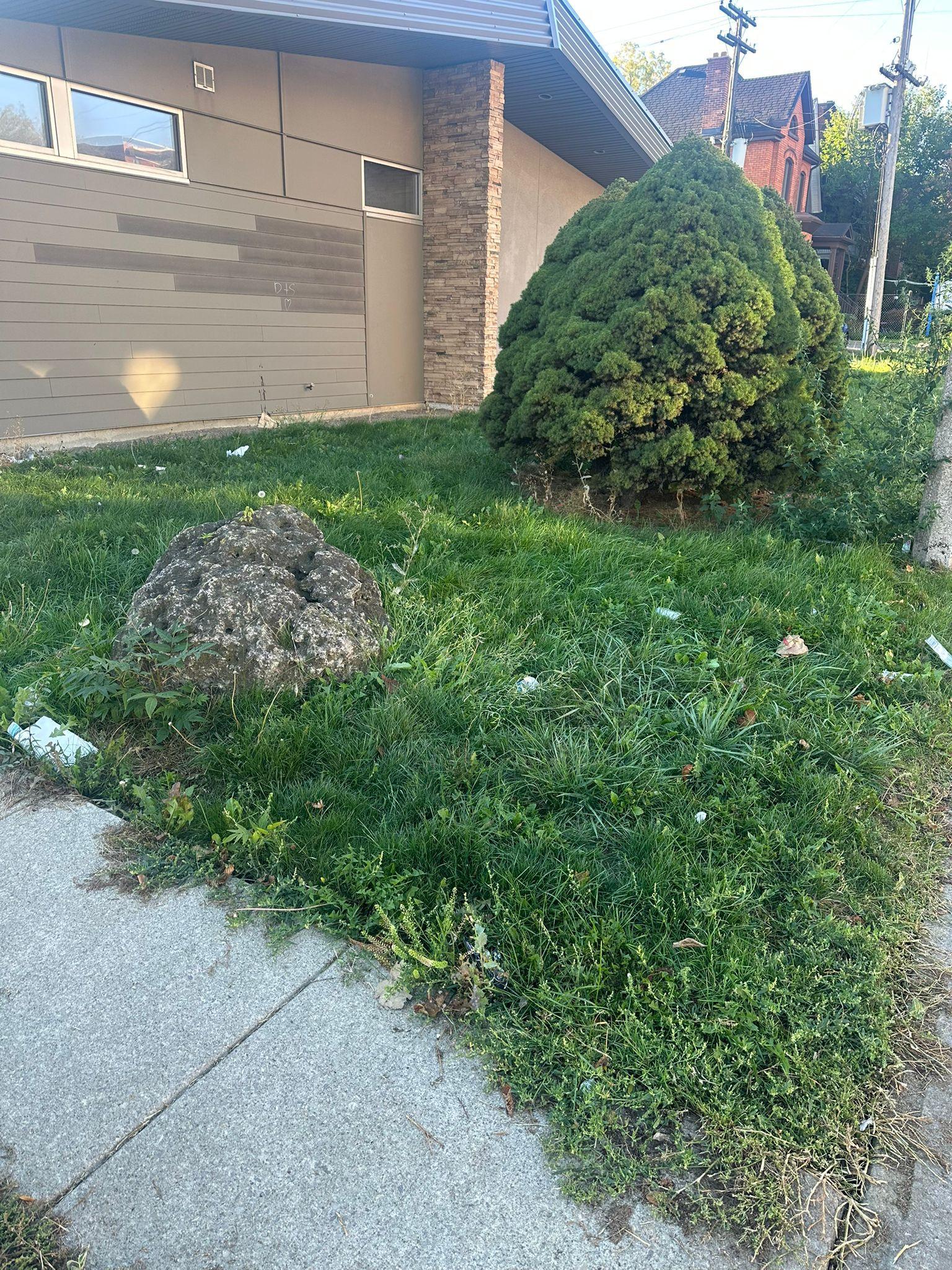 An overgrown lawn with a rock and a shrub beside a building.